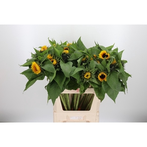 Helianthus Sunrich Orang