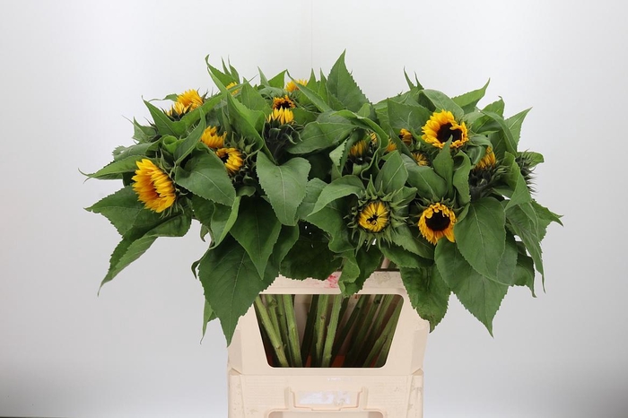 <h4>Helianthus Sunrich Orang</h4>