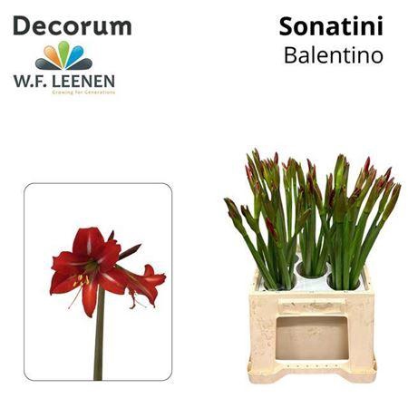 <h4>Hipp Co Sonatini Balentino</h4>