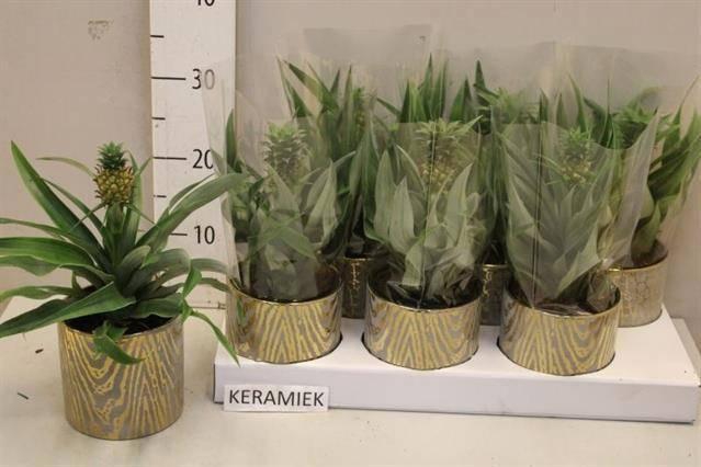 <h4>ANANAS MI AMIGO</h4>