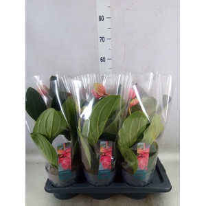 Medinilla magnifica 'Flamenco'