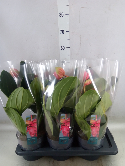 <h4>Medinilla magnifica 'Flamenco'</h4>
