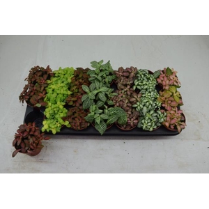 Fittonia mix 8,5Ø 10cm