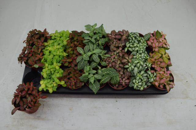 Fittonia mix 8,5Ø 10cm