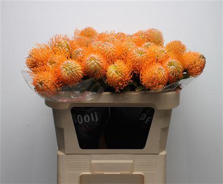 <h4>Leuco Soleil</h4>