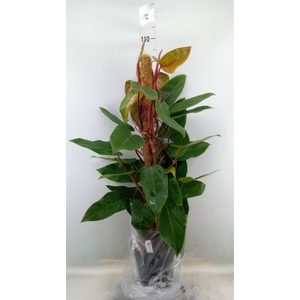 Philodendron  'Red Emerald'