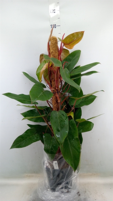 <h4>Philodendron  'Red Emerald'</h4>
