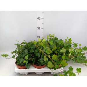 Hedera helix 'Wonder'