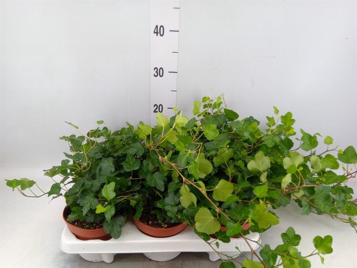 <h4>Hedera helix 'Wonder'</h4>
