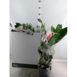 Aechmea   ...mix
