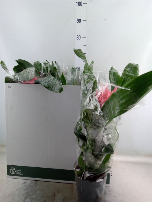 <h4>Aechmea   ...mix</h4>
