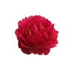 Paeonia Old Faithful