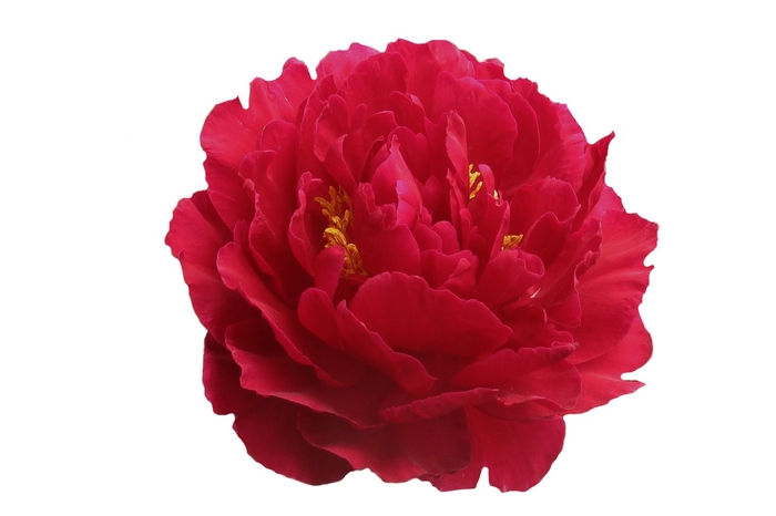 Paeonia Old Faithful