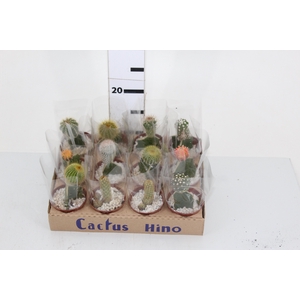 CACTUS ENXERTADO P07