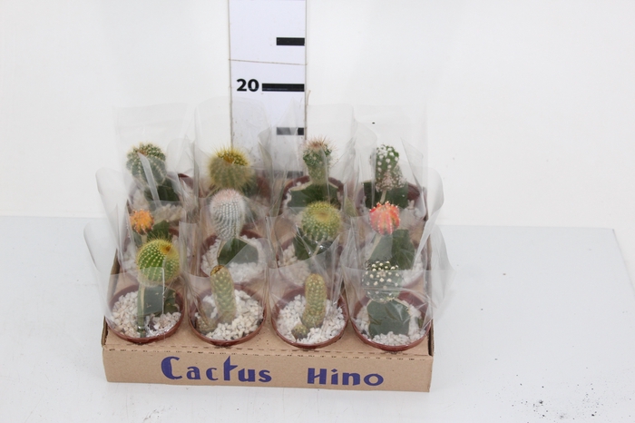 CACTUS ENXERTADO P07