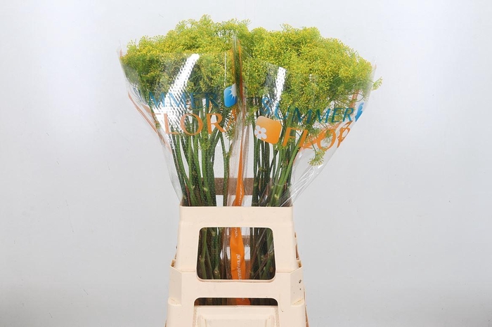 <h4>Anethum Graveolens</h4>