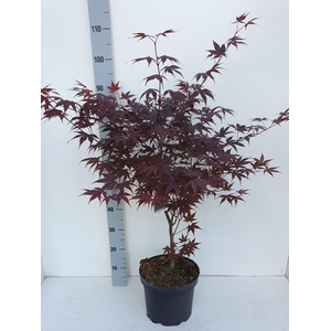 Acer palmatum Bloodgood
