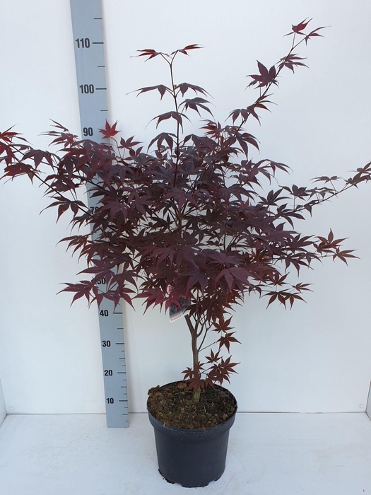 Acer palmatum Bloodgood