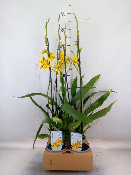 <h4>Orchideeen   ...</h4>