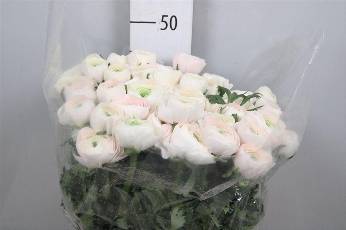 <h4>Ran Su Hanoi</h4>