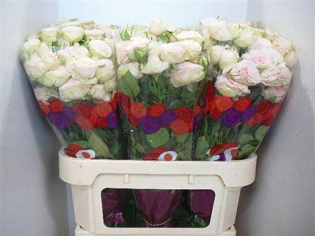 <h4>R Tr Sweet Blossoms</h4>