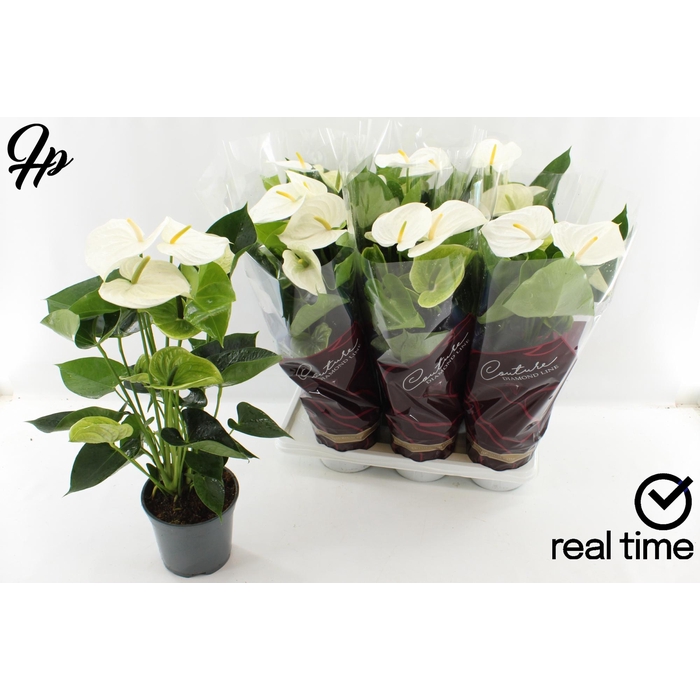 <h4>ANTHU AN ALPINE</h4>