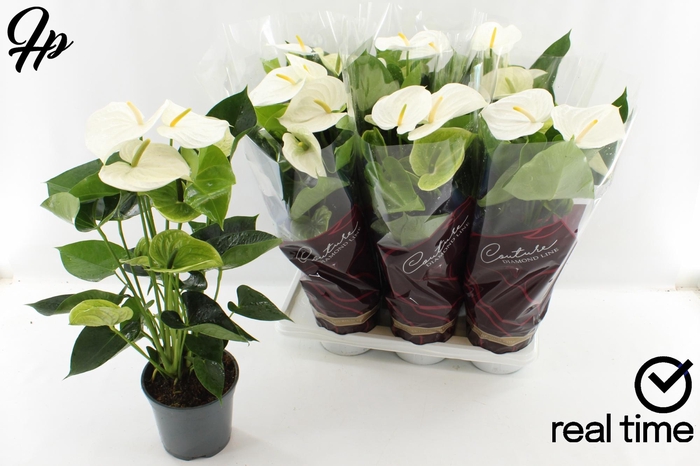 <h4>ANTHU AN ALPINE</h4>