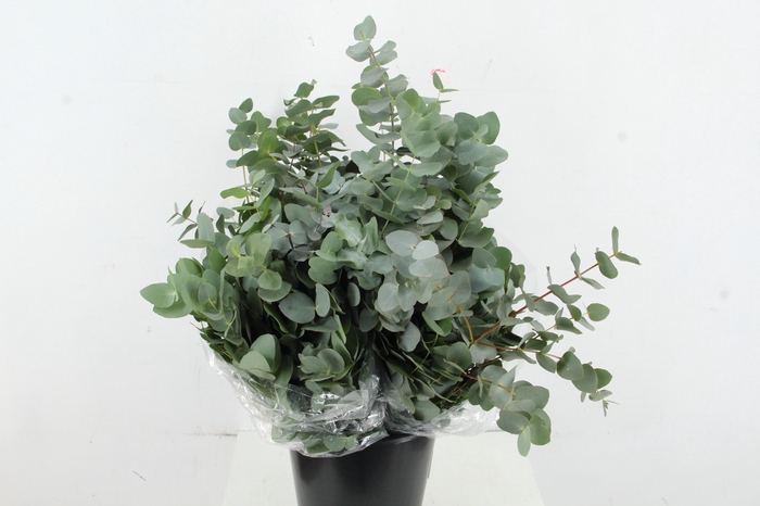 <h4>EUC CINEREA 200GR</h4>