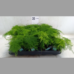 Asparagus setaceus