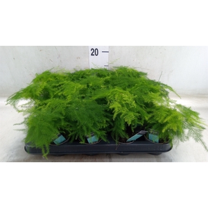 Asparagus setaceus