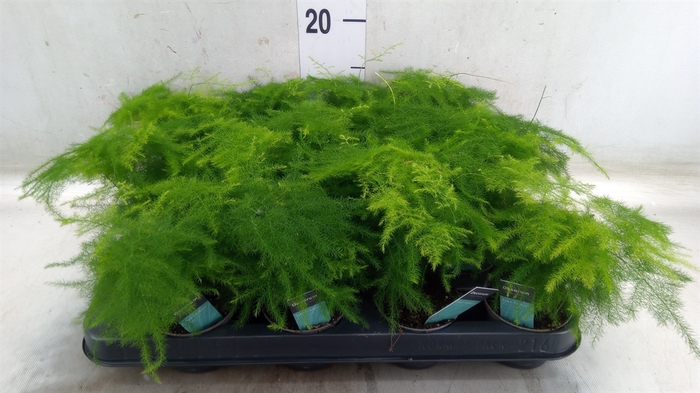 <h4>Asparagus setaceus</h4>