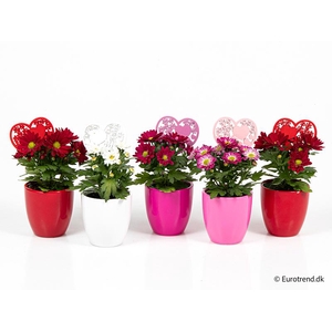 CHRYS.IND.HYBRID MINI E 3949 Regenboog