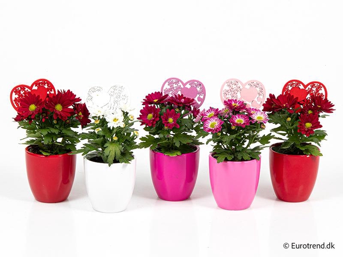 <h4>CHRYS.IND.HYBRID MINI E 3949 Regenboog</h4>