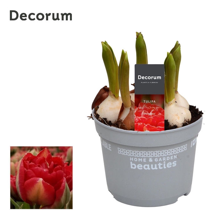 <h4>Tulp Pamplona</h4>