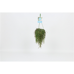 HangonGreen Peperomia Prostrata 14 cm