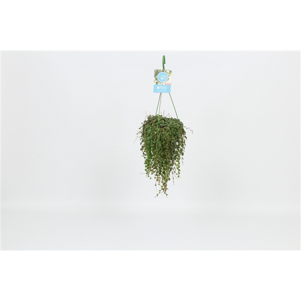 <h4>HangonGreen Peperomia Prostrata 14 cm</h4>