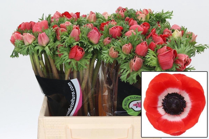 <h4>Anem Co Mis + Red</h4>