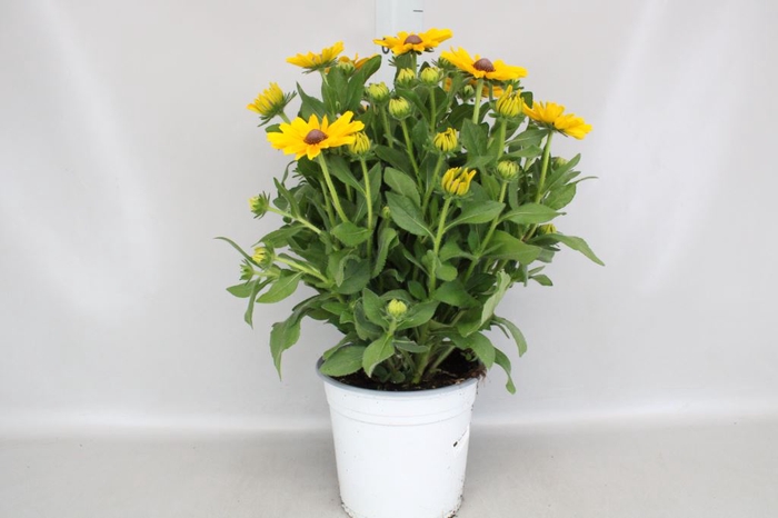 <h4>Rudbeckia laciniata 'Goldquelle'</h4>