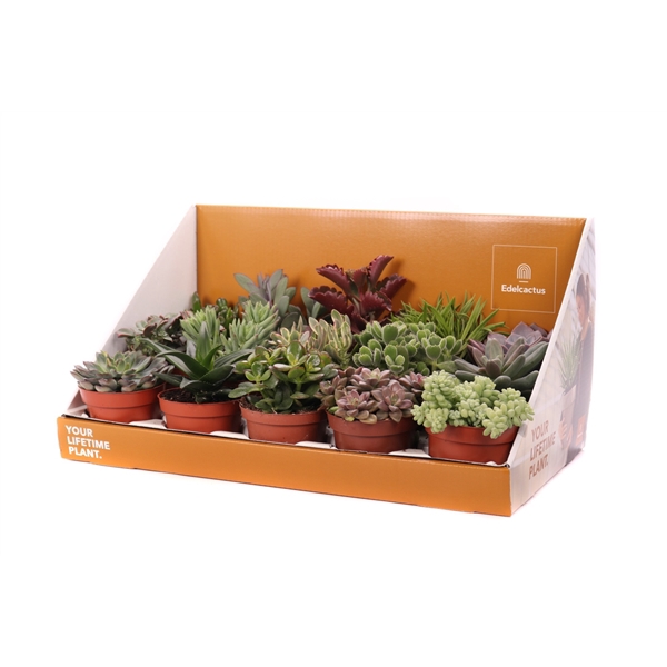 <h4>Succulent mix 10,5 cm in showdoos your lifetime plant</h4>