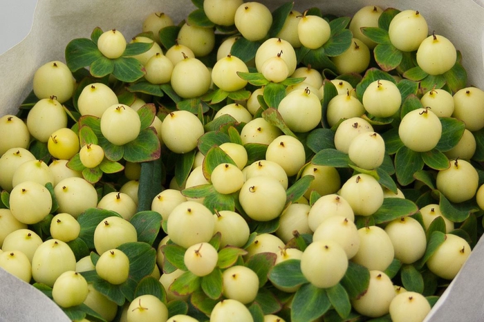 <h4>Hypericum Cool Romance ( Ethiopia )</h4>