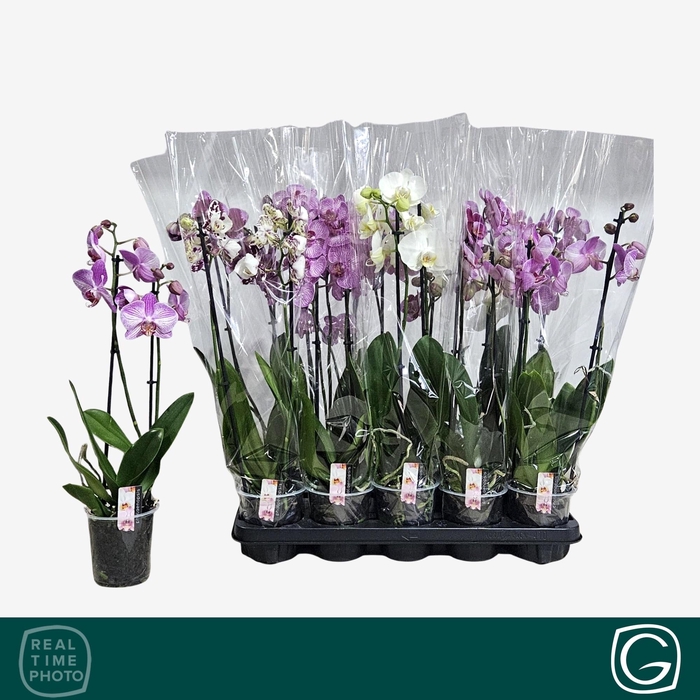 <h4>PHAL MIX 2 TAK</h4>