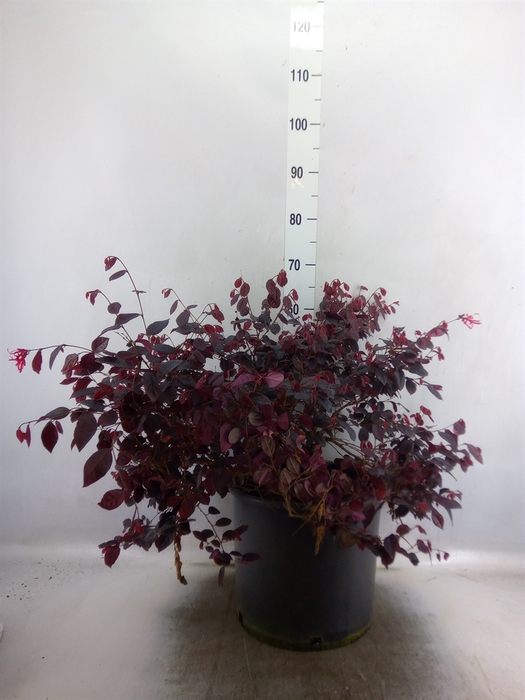 <h4>Loropetalum chinensis</h4>