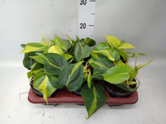 <h4>Philodendron scand. 'Brasil'</h4>