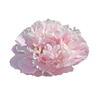 Paeonia Catharina Fontijn