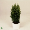 Chamaecyparis lawsoniana 'Snow White'