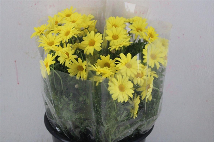 <h4>Margriet Geel Ptk</h4>