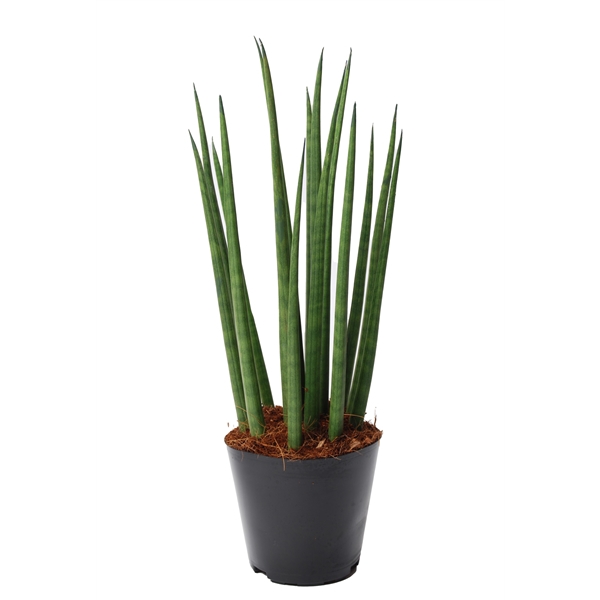 <h4>Sansevieria cylindrica 'Bacularis' / Mikado</h4>