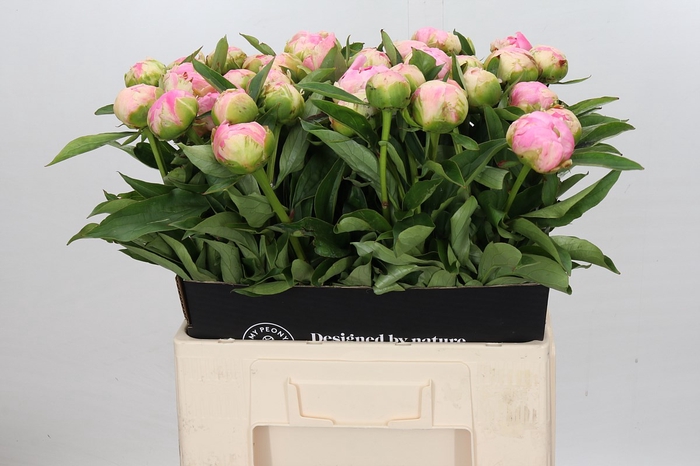 <h4>Paeonia Pink Giant</h4>