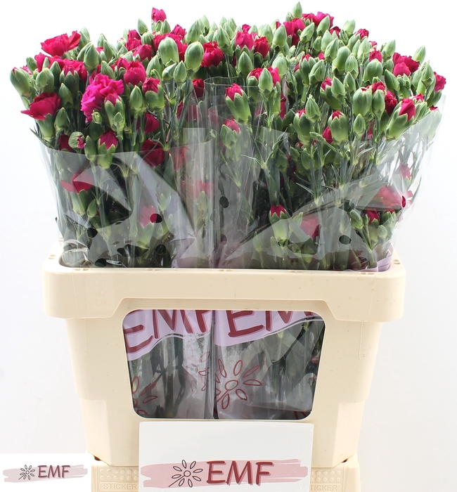 <h4>DI TR KINGFISH SPECI</h4>