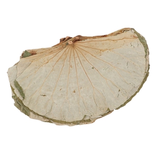 Nature Lotus Leaf Big P/10